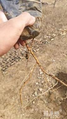 高度30厘米酸枣