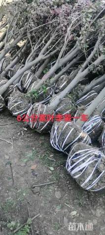 8公分紫叶李