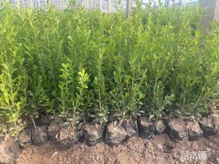 高度45厘米瓜子黄杨小苗