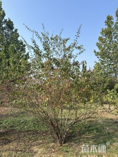 高度300厘米丛生金银木