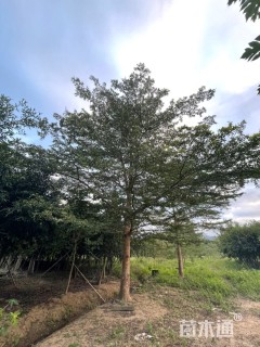 18公分细叶榄仁