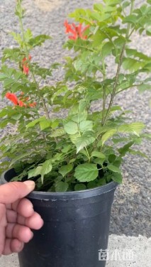 40厘米凌霄