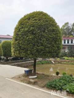 15公分桂花
