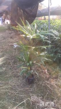 裸干高30厘米棕竹