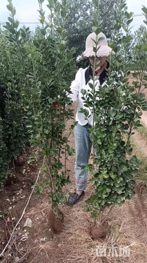 高度180厘米大叶黄杨