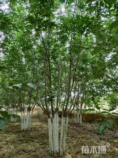 高度700厘米丛生白蜡