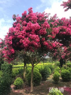 高度400厘米红花紫薇