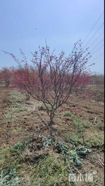 12公分日本红枫