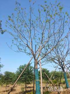 20公分朴树