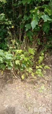 高度180厘米丛生木槿