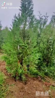 高度300厘米柏树