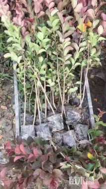 高度60厘米丛生红花紫薇