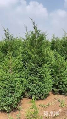 高度250厘米蜀桧