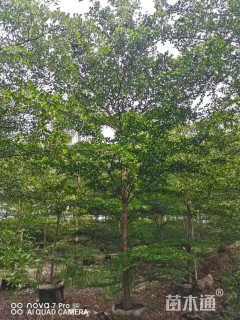 8公分小叶榄仁