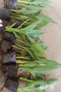 高度20厘米水生美人蕉