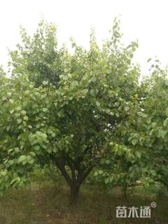 20公分杏树