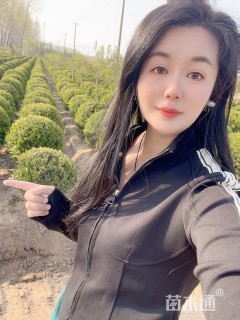 冠幅80厘米瓜子黄杨球