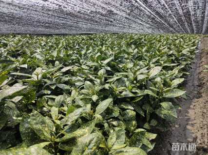 高度45厘米花叶珊瑚