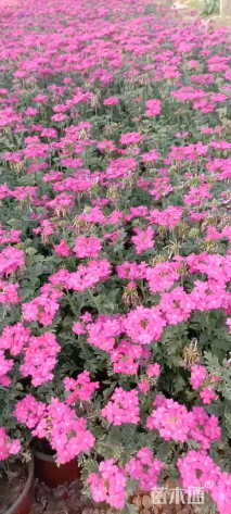 高度36厘米美女樱