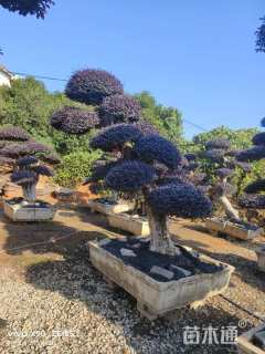 高度150厘米红花继木