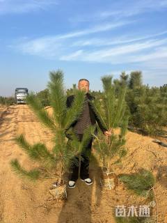 高度150厘米油松