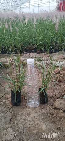 高度50厘米狼尾草