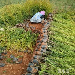高度30厘米红豆杉小苗