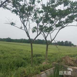 8公分合欢