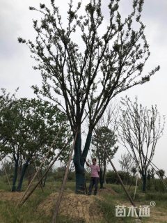 15公分朴树
