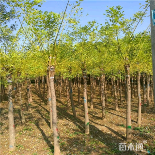 10公分金枝槐