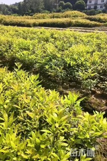 高度30厘米杨梅小苗
