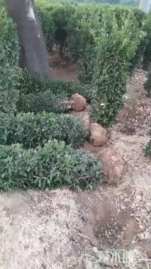 高度150厘米大叶黄杨柱