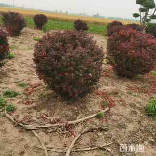 高度60厘米红叶小檗球