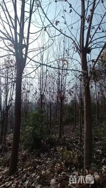 15公分马褂木
