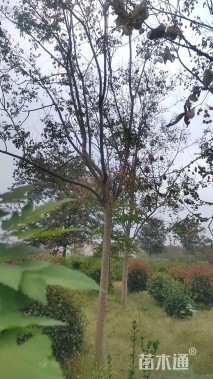 16公分无患子