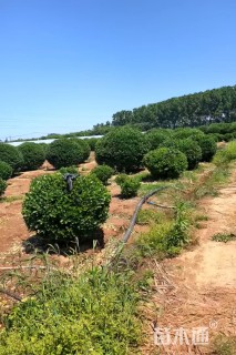 冠幅150厘米卫矛球