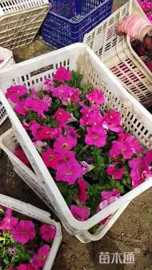 高度12厘米矮牵牛