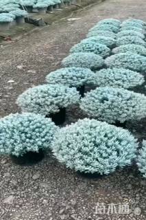 高度80厘米芙蓉菊