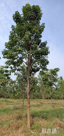 18公分楸树