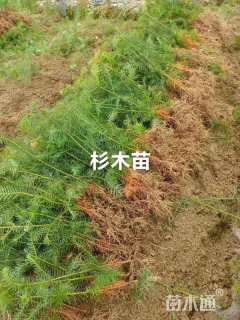 高度20厘米杉木小苗