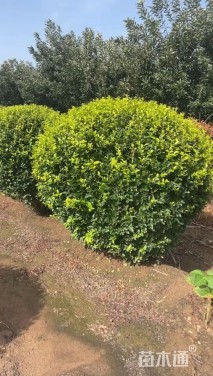 冠幅100厘米金叶女贞球