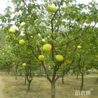 15公分木瓜海棠