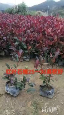 高度25厘米红叶石楠小杯苗
