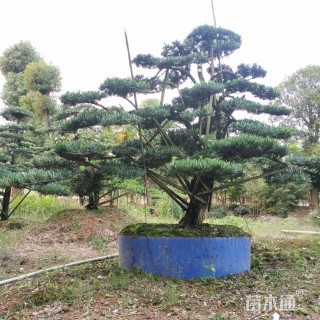 移栽苗造型罗汉松