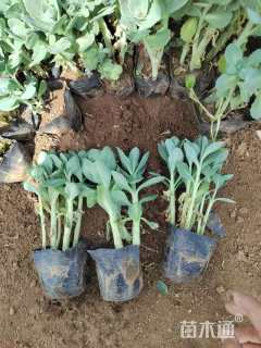 高度20厘米八宝景天