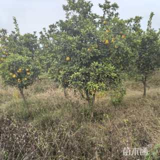 8公分香橼