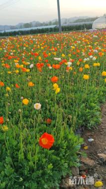 高度15厘米冰岛虞美人