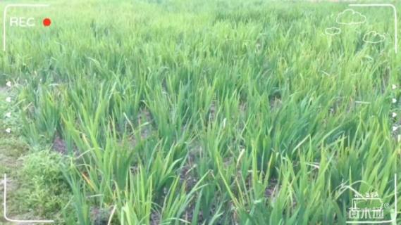 高度40厘米燕尾草