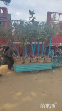 高度150厘米月季