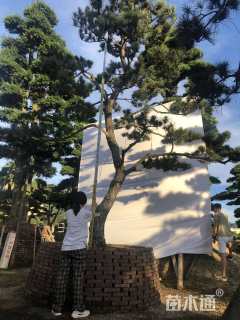 高度300厘米黑松